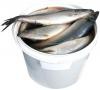 Hering